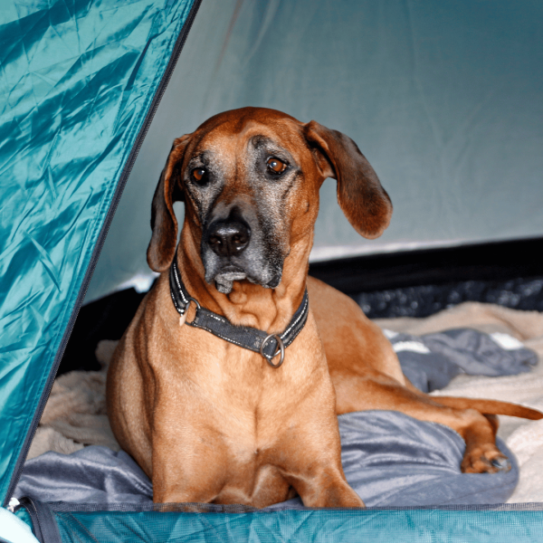 Fields End Water What To Bring When Camping With Your Dog